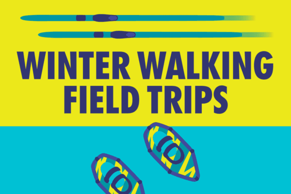 Illustration promoting "Winter Walking Field Trips." The image features bold navy blue text on a bright yellow background that reads "WINTER WALKING FIELD TRIPS." Above the text, there are two stylized cross-country ski poles in teal with navy blue accents. Below, on a teal background, two abstract snowshoes with vibrant yellow and blue patterns and navy blue straps are depicted. The design is minimalistic, with high-contrast colors for visibility and readability.