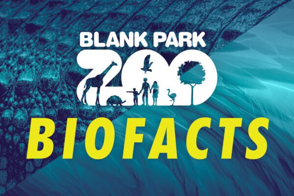 Promotional graphic for "Blank Park Zoo Biofacts" featuring a stylized zoo logo with silhouettes of animals, trees, and people integrated into the word "ZOO." The background is a composite of close-up textures, including rough reptile skin and soft bird feathers. "BIOFACTS" is displayed in large, bold yellow letters at the bottom. The design emphasizes wildlife education and zoo conservation themes.